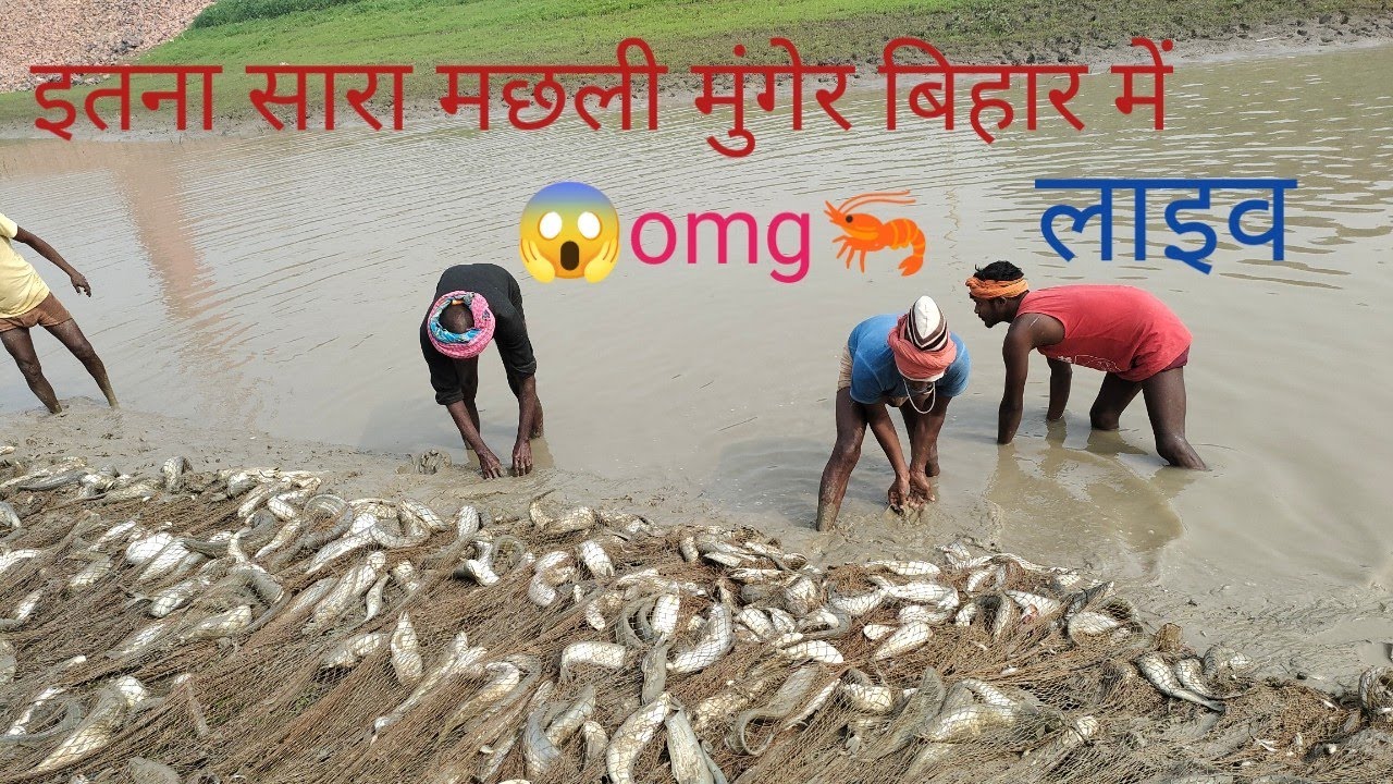 मुंगेर बिहार मछली तालाब लाइव देखे जाने ओर समझे 🦐🦐🦐🙏🙏🙏👍👍👍