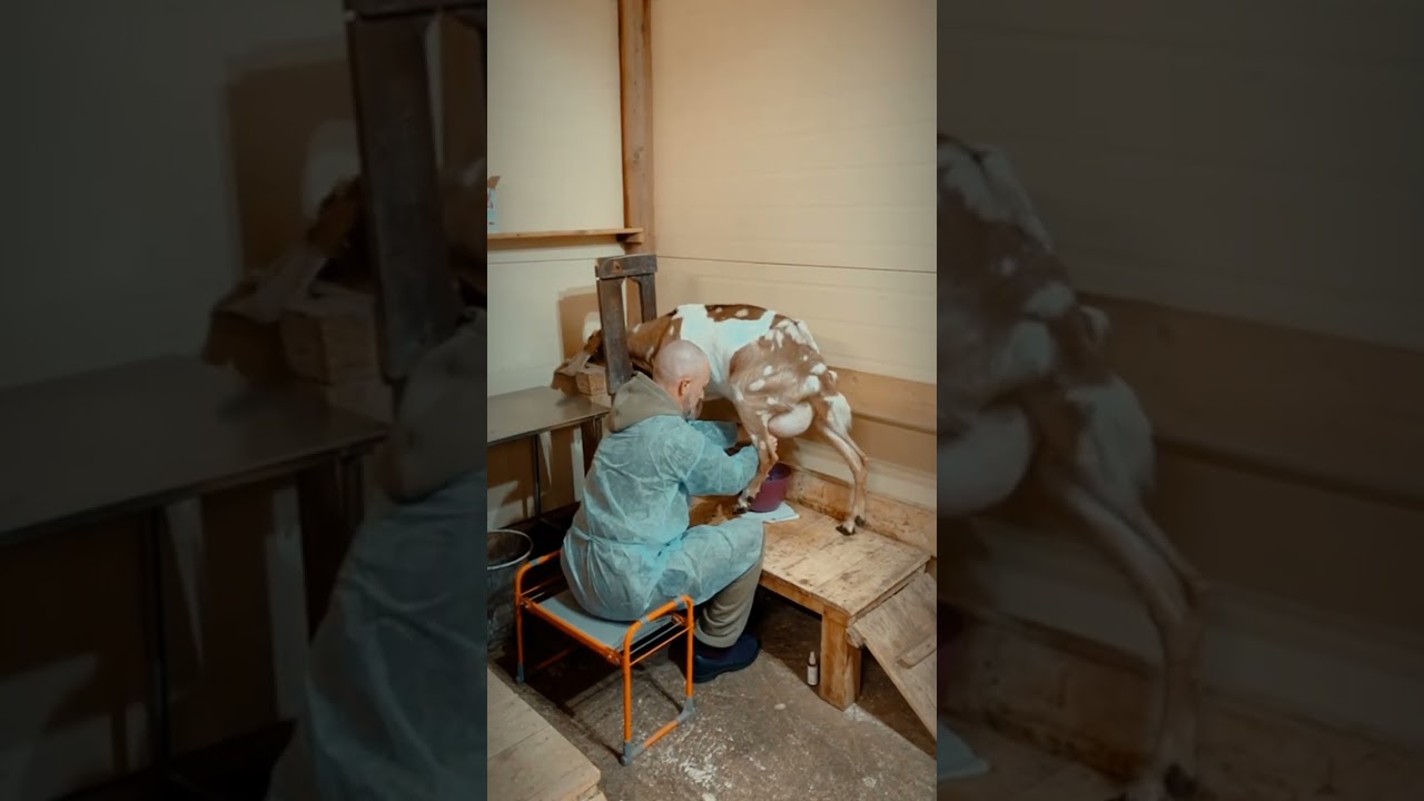Наша козья экоферма - настоящий магнит для детей и взрослых.