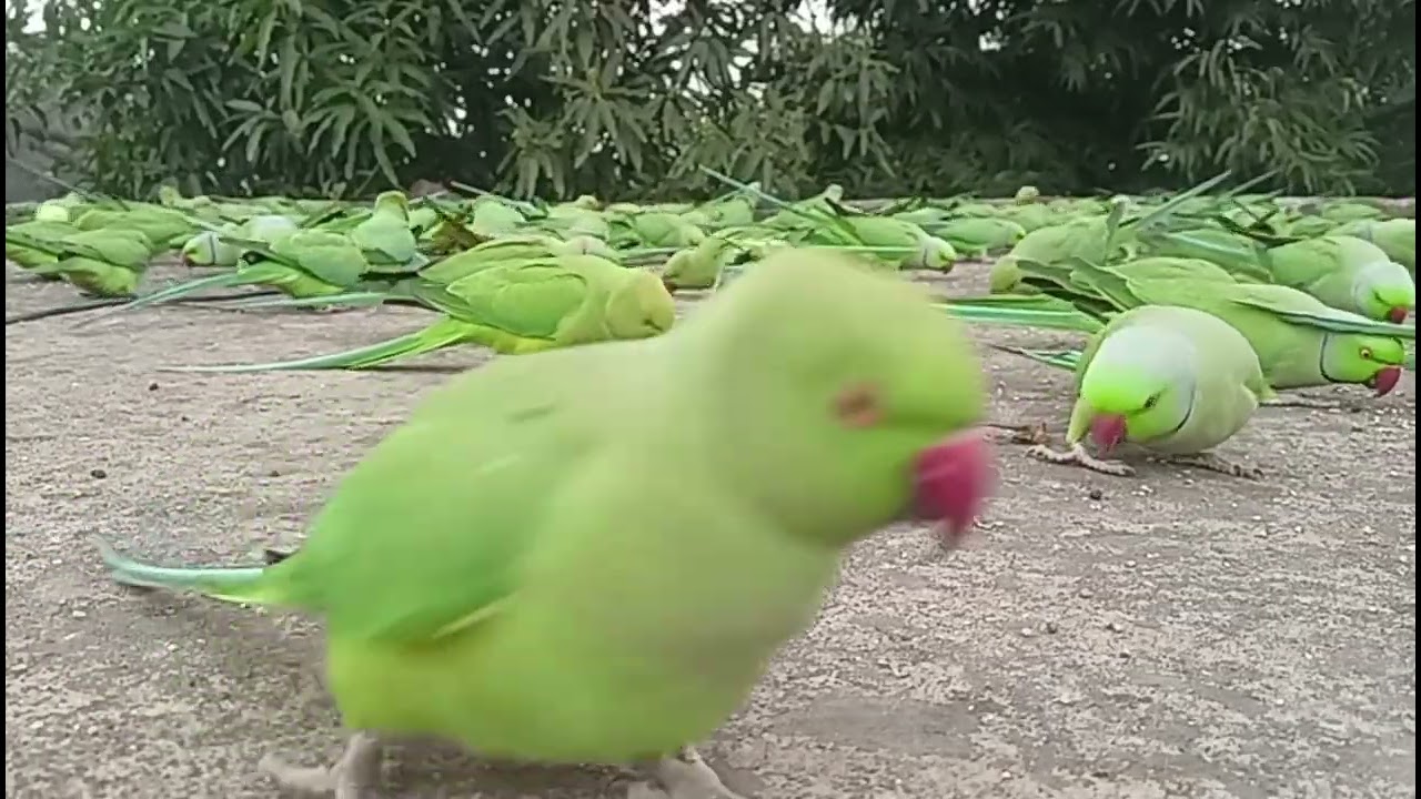 Cute cute birds cute cute parity cute cute Tote cute cute birds Dana khate chukte hue 🥰😚😚😚🥰🦜🦜