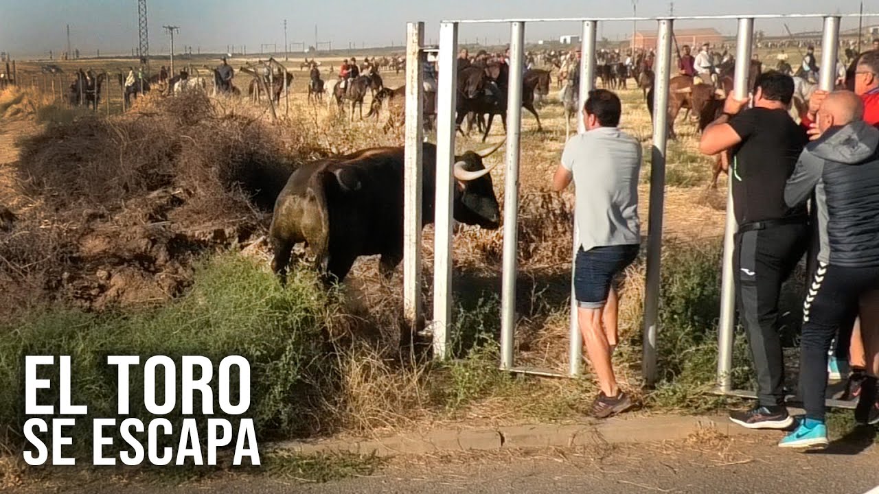Toro se Escapa Medina 2025