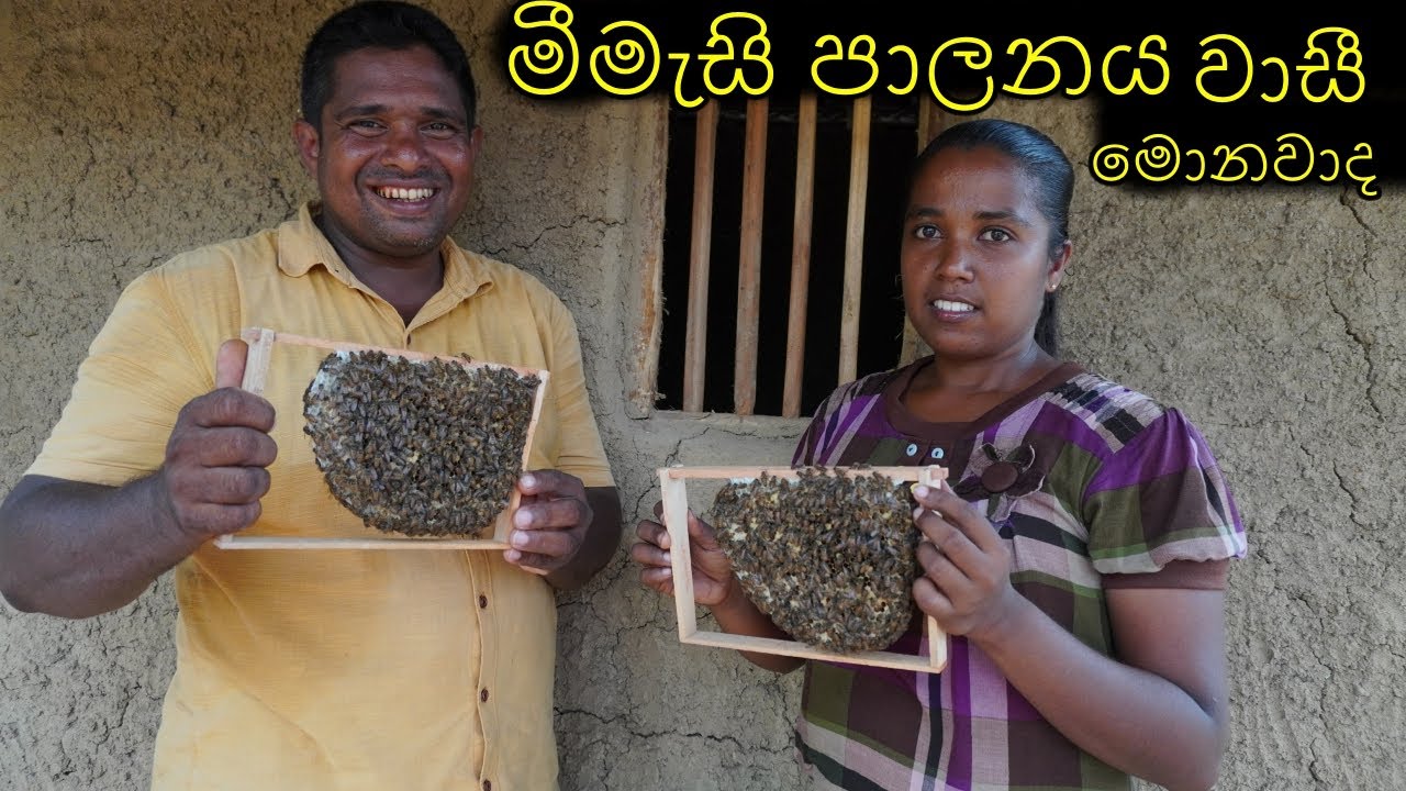 මීමැසි පාලනය කොහොමද ආරම්බකරන්නේ ජනපදයක් මාරුකරන්නේ කොහොමද  How to start beekeeping transfer a colony