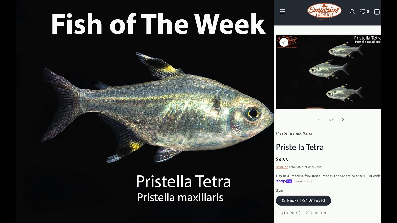 Pristella Tetra (Pristella maxillaris)#imperialtropicals #tetra