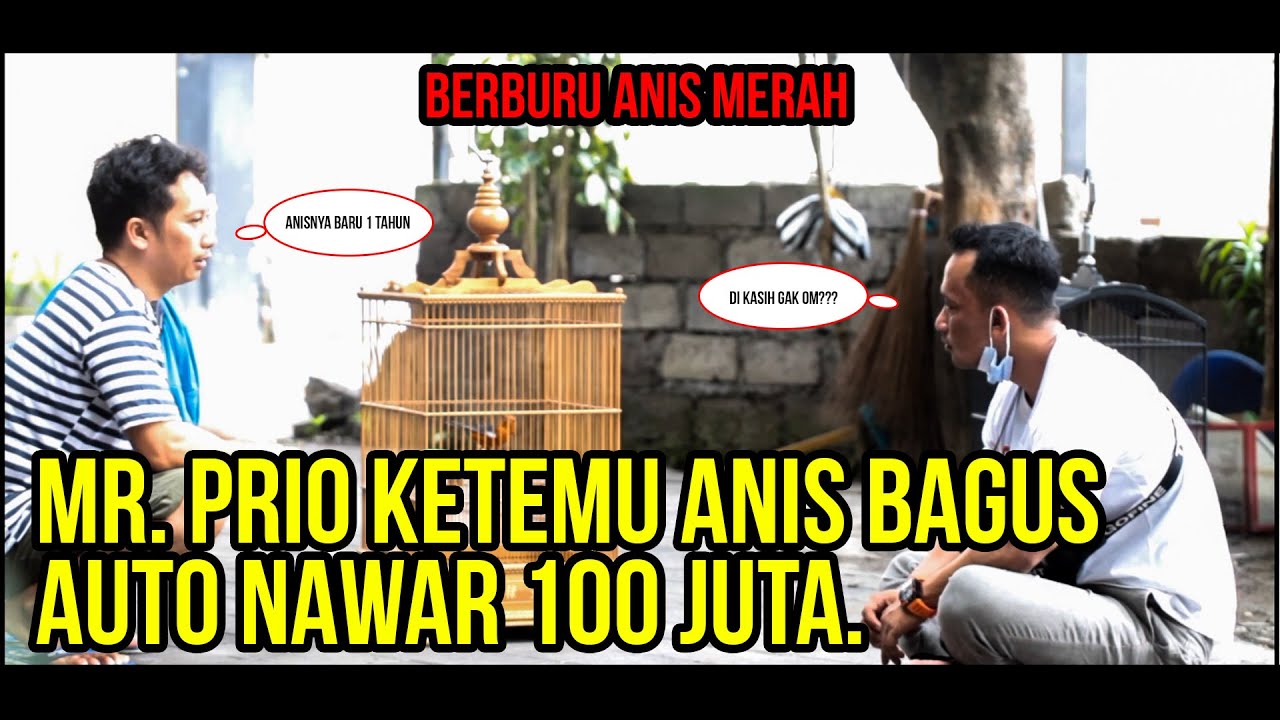 Ke Bali Ketemu Anis Merah Kejaran Kicau Mania, Auto Nawar Ratusan Juta Om Bro!!!
