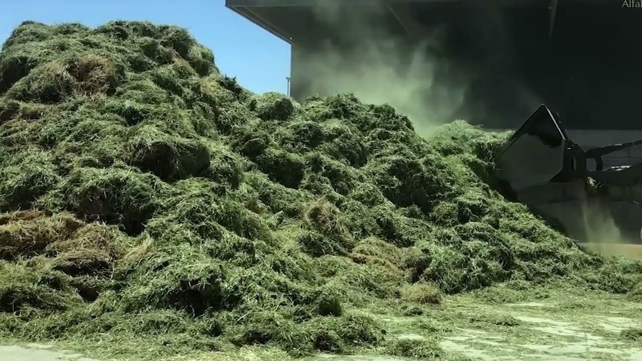 Navodnjavanje lucerke