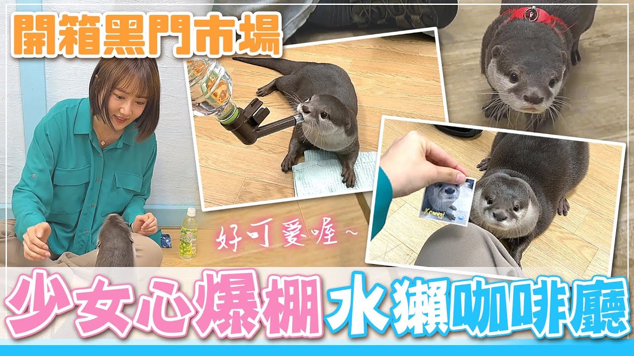 【大阪之旅】超萌水獺的近距離親密接觸！大阪水獺咖啡廳！初訪黑門市場，到底是觀光客聖地還是觀光客屠宰場呢？【Day14~15大阪】Ft.@LOUTRE