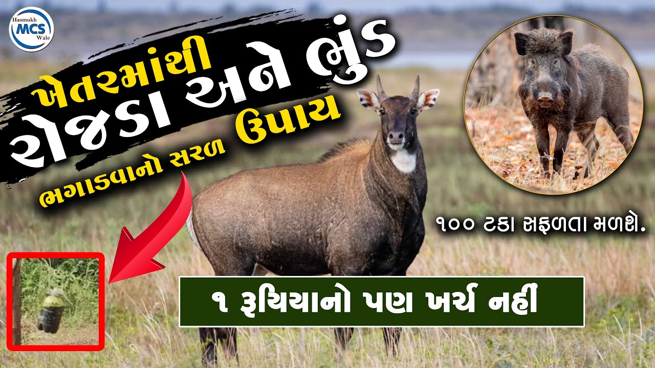 નીલગાય અને જંગલી ભૂંડ ભગાડવાના સરળ ઉપાય 1 રૂપિયાનો નહીં થાય ખર્ચ || Bhund Bhagadvano Desi Upay