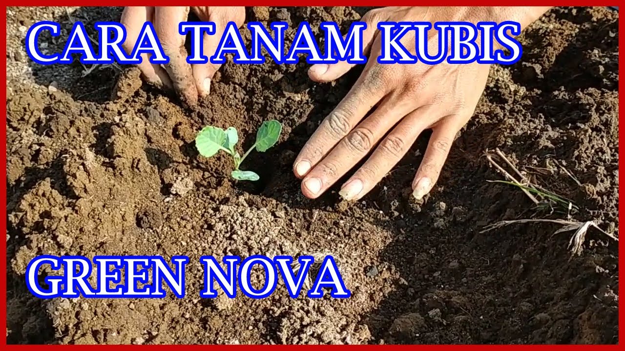Budidaya Kubis Green Nova Persiapan Lahan Sampai Tanam