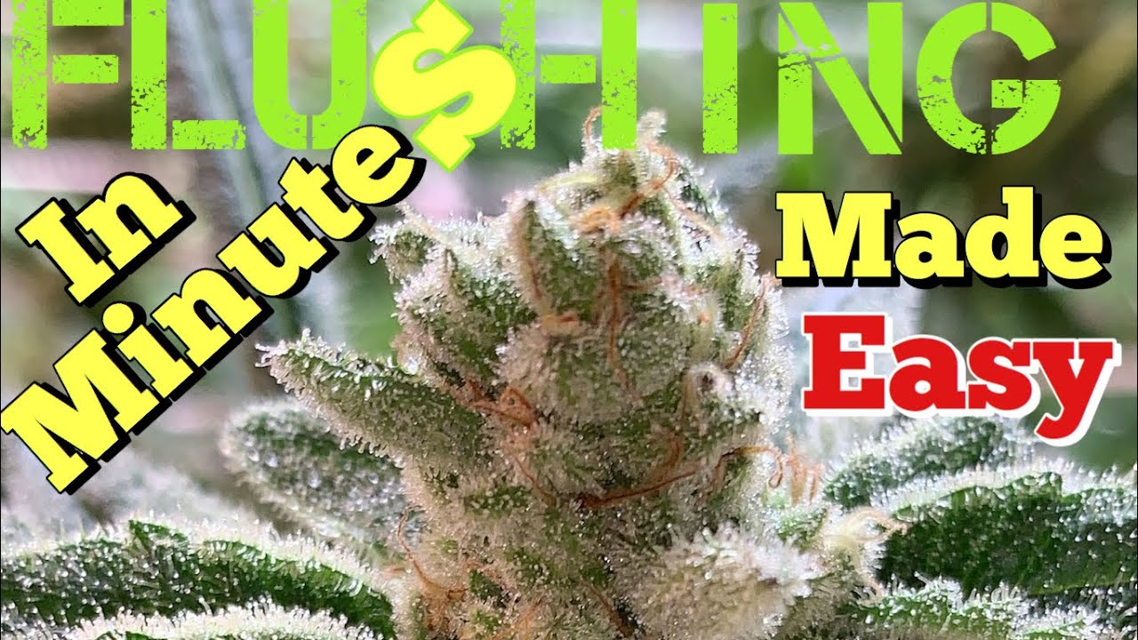 HOW TO FLUSH YOUR WEED IN MINUTES !!!MADE EASY