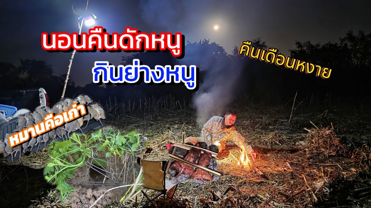 Ep.128 นอนคืน ดักหนู เดือนหงาย ซ่ำหมายคนอื่น อากาศหนาวๆ กินย่างหนู ..ยังหมานคือเก่า..