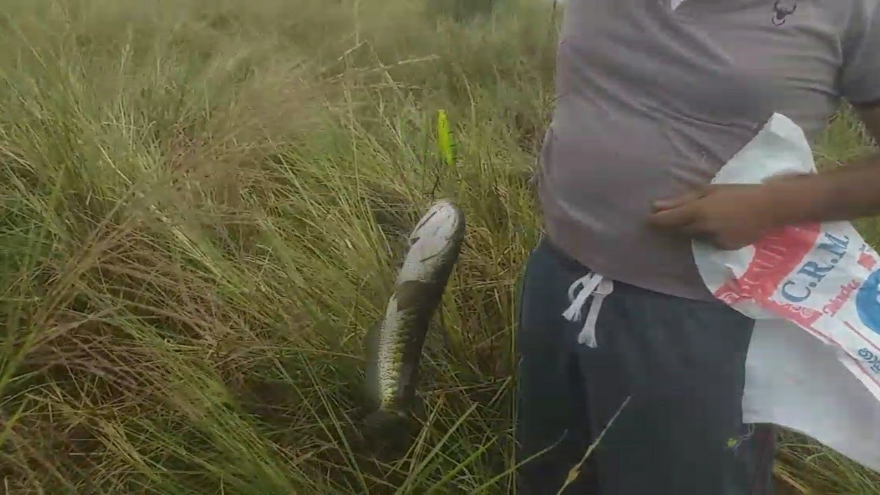 Amazing! 🥰 BIG Murrel Fishing Video🐳 in New Lake🤩| Snakehead Fishing🎣 | Awesome Fishing&nbsp;