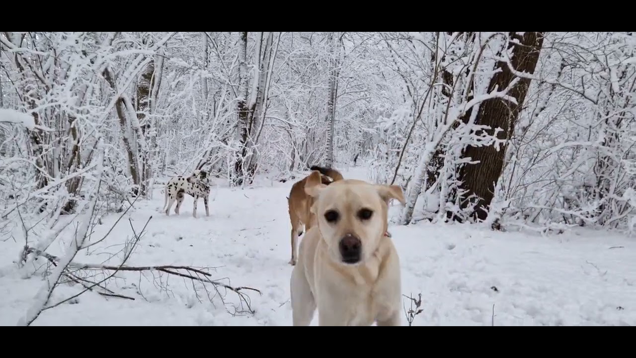 Snow fun with the doggies! (Part 1)