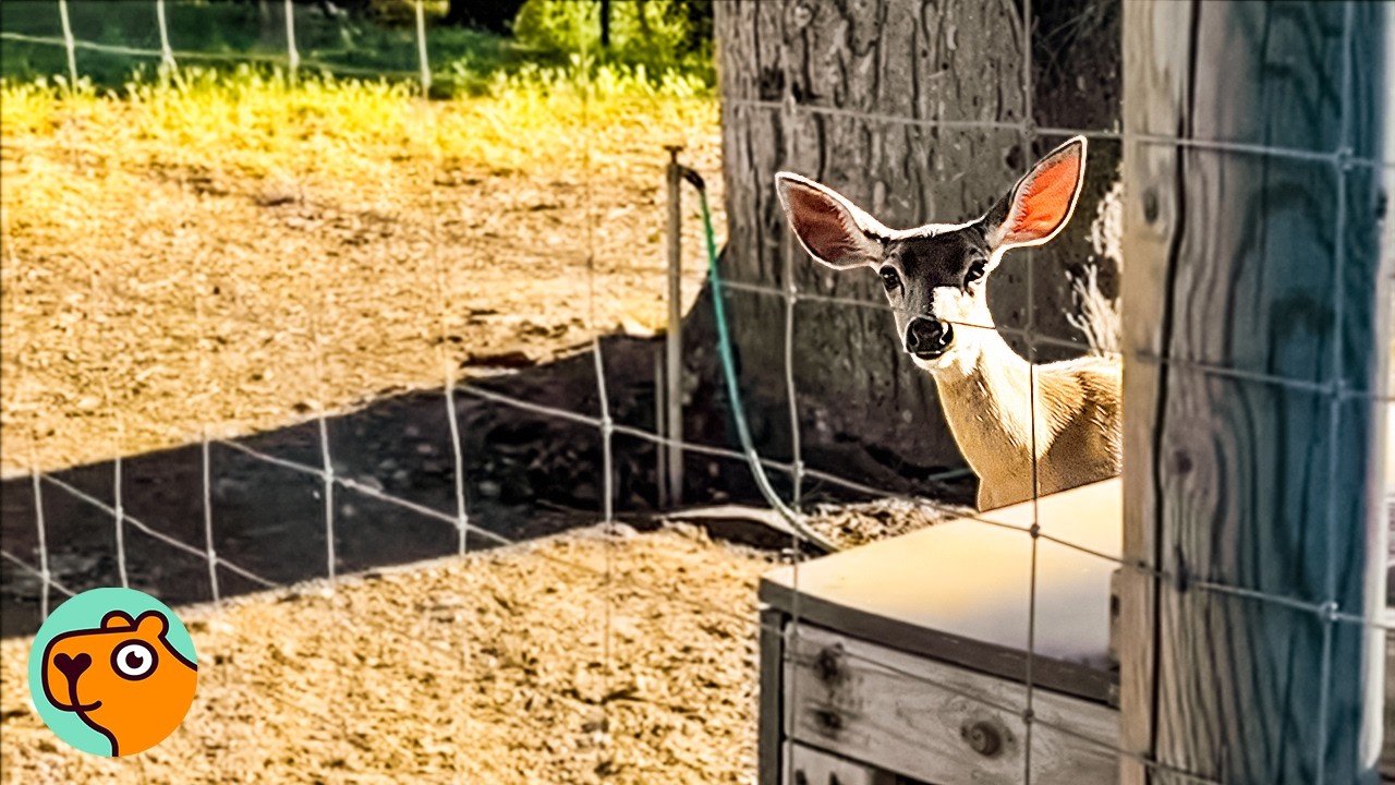 Mama Deer Brings Her Twins To Meet Lady’s Twin Daughters | Cuddle Buddies