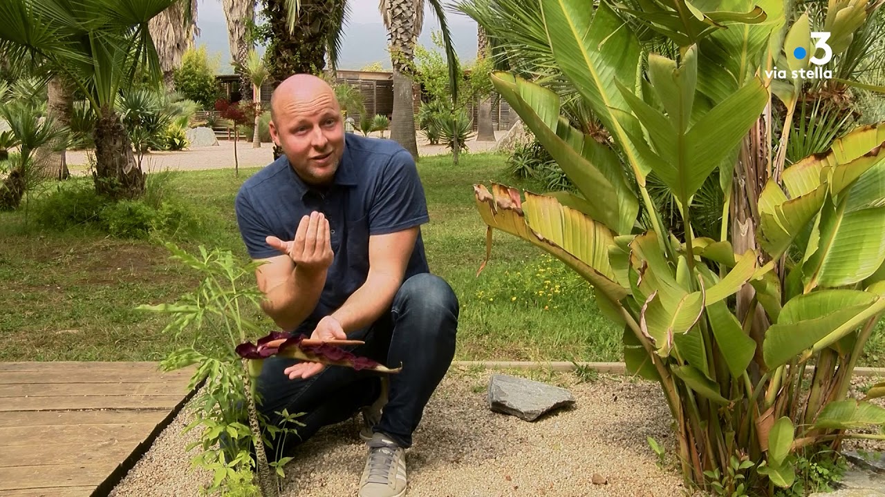 Plant@e : Dans le secret des plantes : L'arum puant