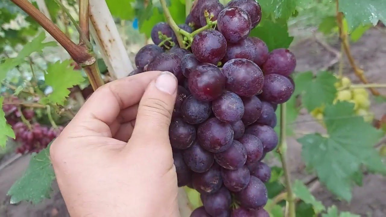Проверенный временем виноград