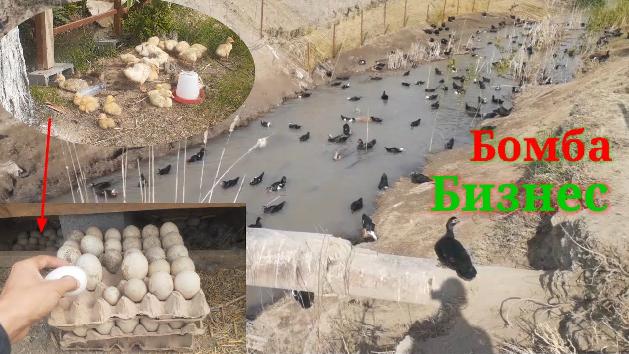1000 та индюуткалар очишни бошлади.  1- КИСМ