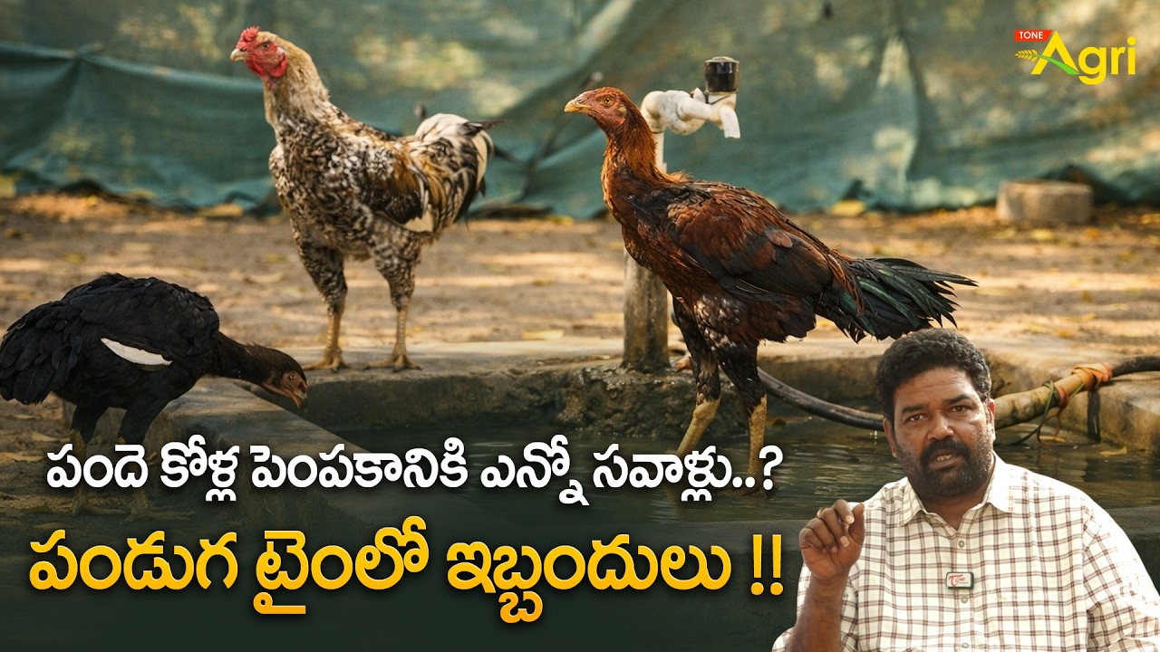 Pandem Kollu Pempakam | పందెం కోళ్ల పెంపకానికి ఎన్నో సవాళ్లు..? పండుగ టైంలో ఇబ్బందులు..!! Tone Agri