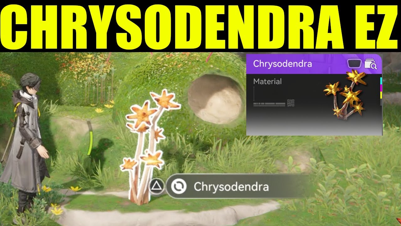 arknights endfield - how to get chrysodendra (farm locations)