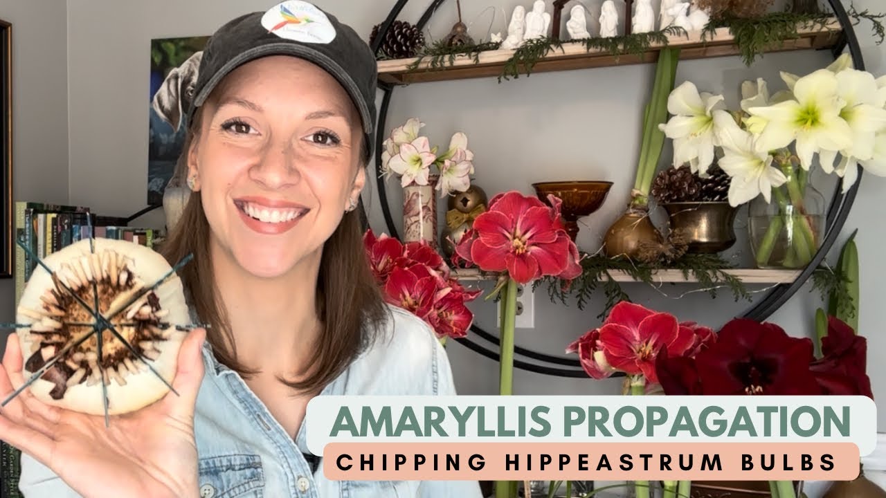 Propagating Amaryllis by Chipping / Notching Hippeastrum Bulbs to Produce Multiple Offsets
