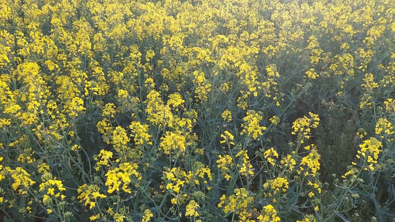 Rapeseed Field Video | Yellow Canola Flowers Nature Footage