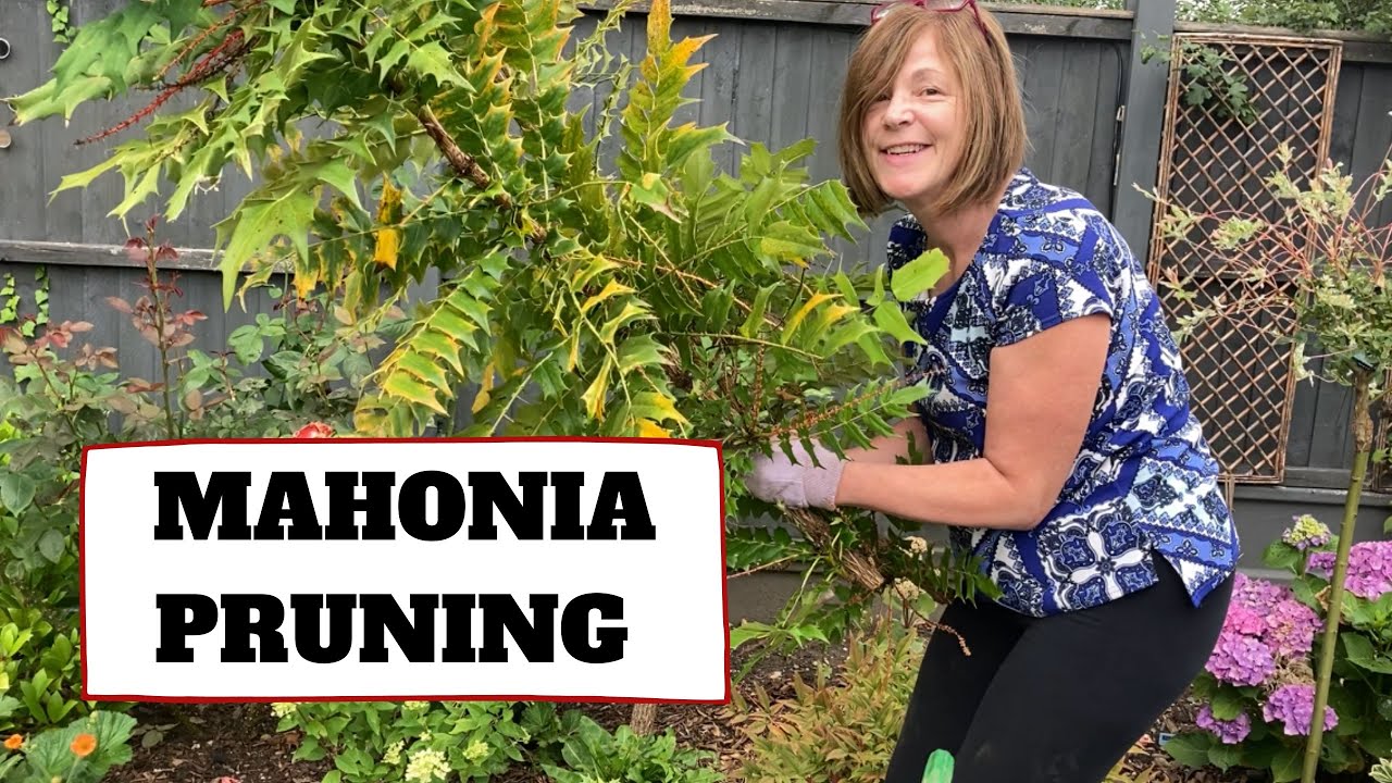 Mahonia Rejuvenation Pruning & Not Before Time 🌱🌱🌱