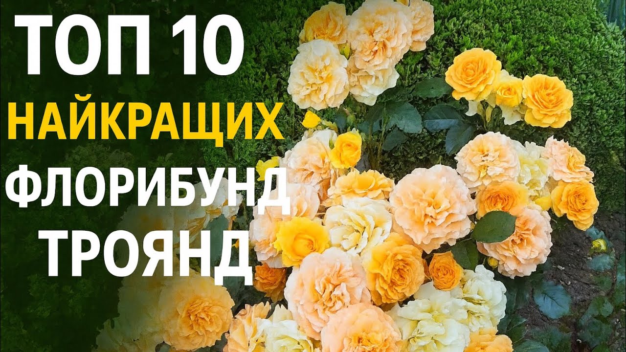  Топ 10 найкращих флорибунд  троянд, які змінили мій сад .