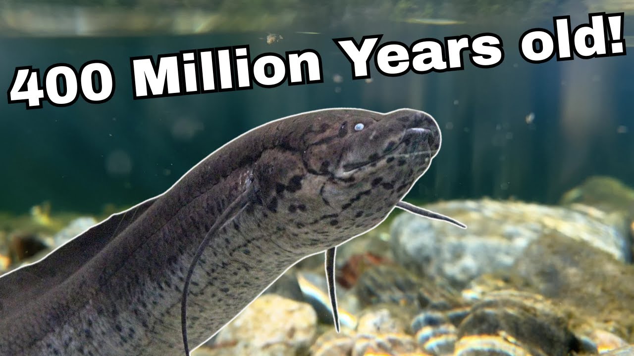 Ancient Fish of the Aquarium Hobby