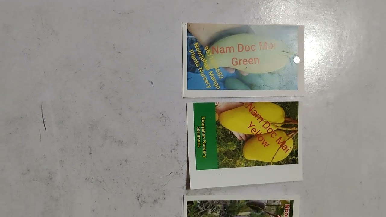 Noorjahan Mongo Plants Nursery, NAM DOC MAI MANGO, 9511874682