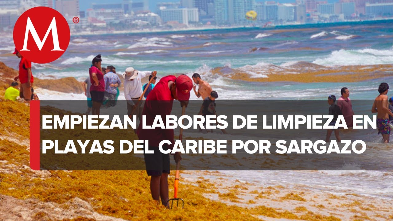 Sargazo llega antes de lo esperado a las playas del Caribe mexicano