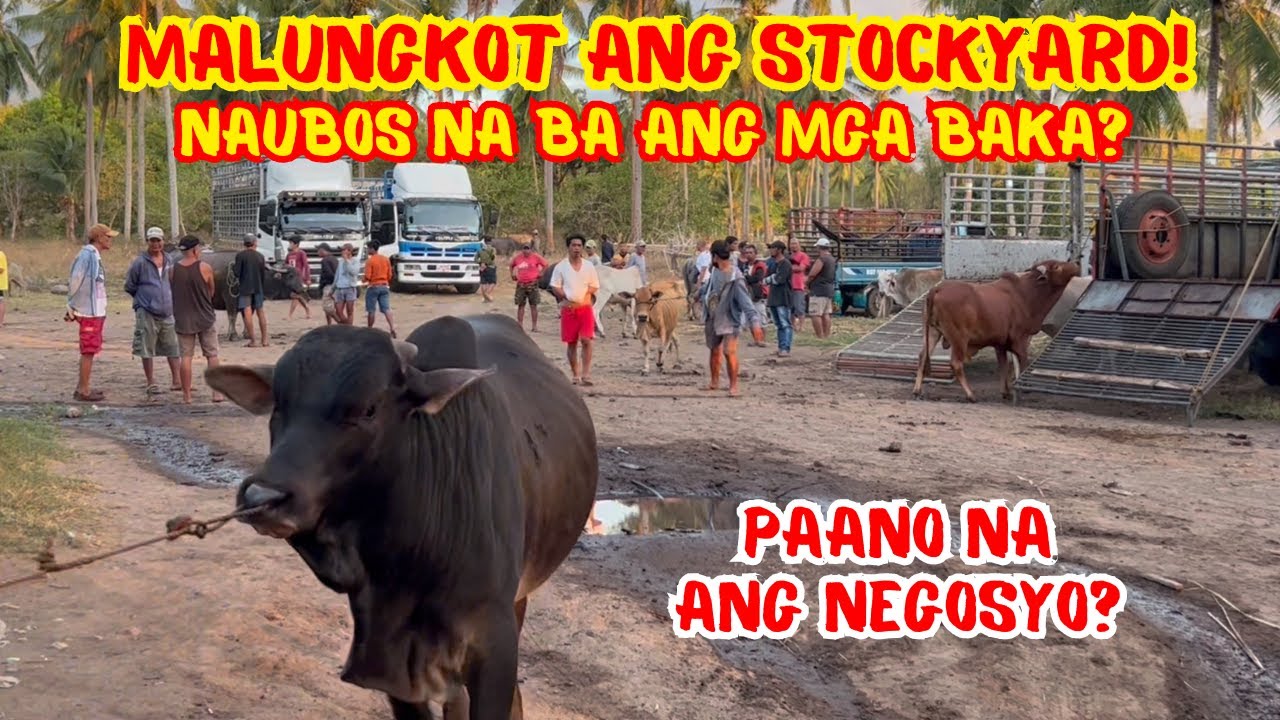 MALUNGKOT ANG STOCKYARD! NAUBOS NA BA ANG MGA BAKA? | PAANO NA ANG NEGOSYO? | SOLLE'S GANDANG BUHAY