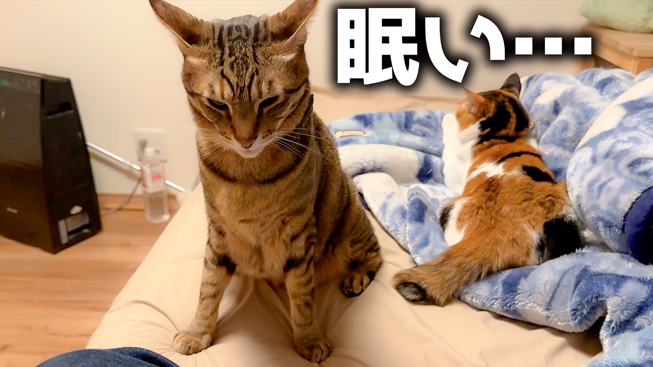 眠気に耐えながら飼い主に突撃しに来た猫がいるんですよ