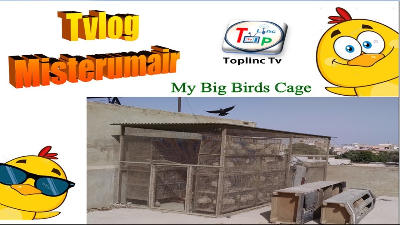 My and My Friend's Big Birds Cage__Tvlog Misterumair__Urdu_Hindi__Toplinc Tv