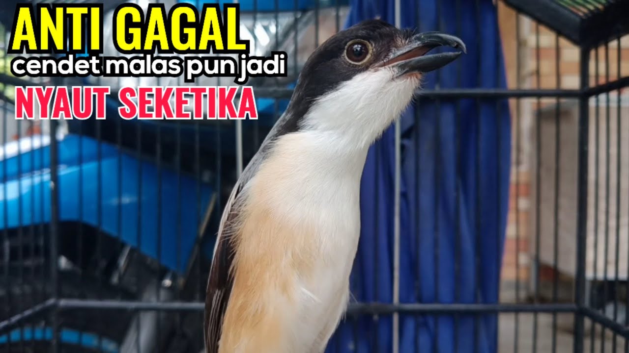 Suara Cendet Gacor Toet toet Efektif Anti Gagal Bikin Cendet Malas pun Langsung Nyaut Bunyi Seketika
