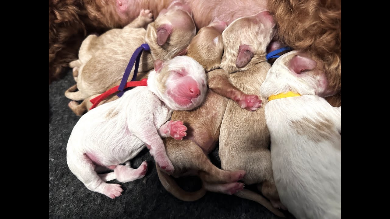 Newborn Labradoodle Puppies' Debut | Celebration Ep 01