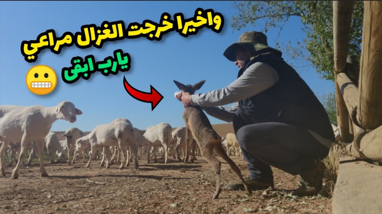 واخيرا خرجت الغزال مراعي🦌 ياربي ابقى مع الغنم😬