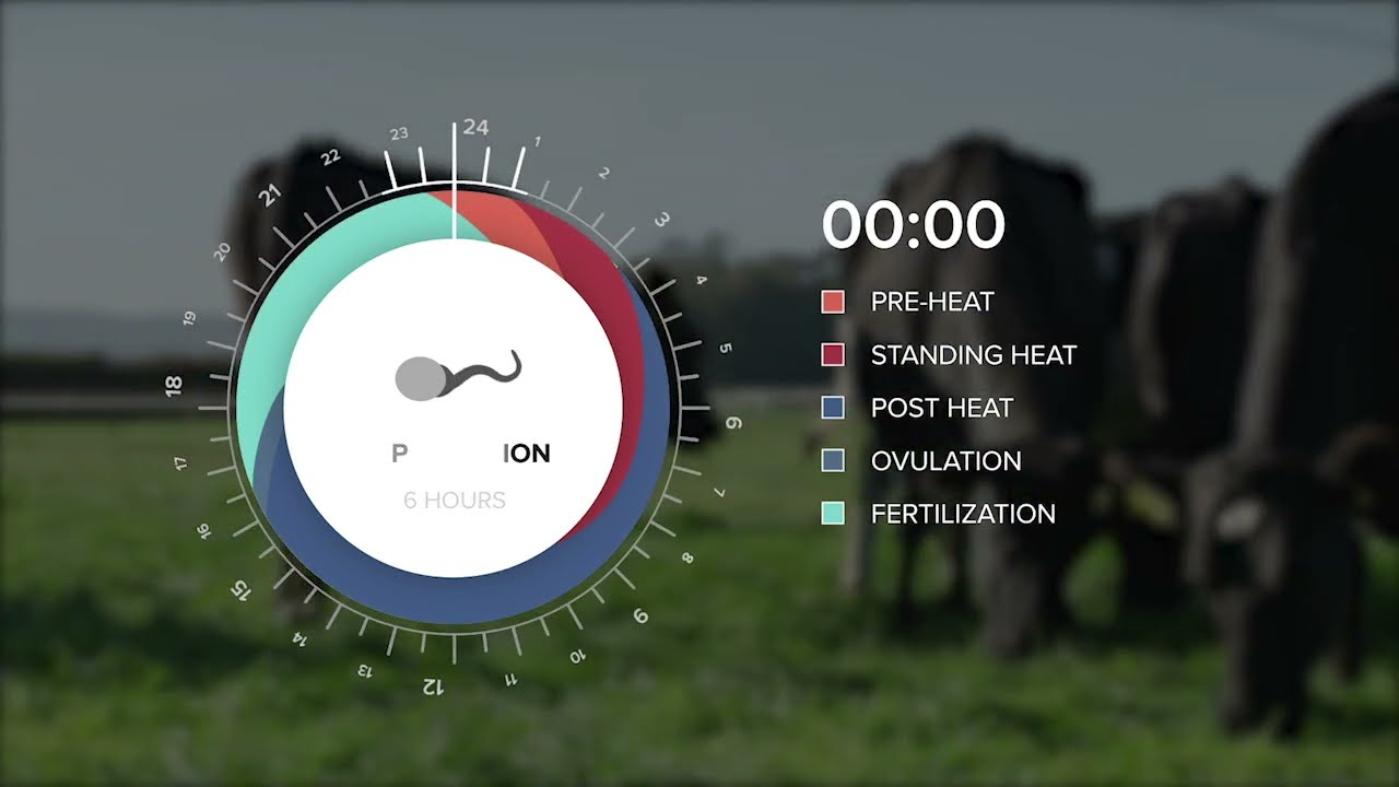 Heat Detection in Dairy Cows