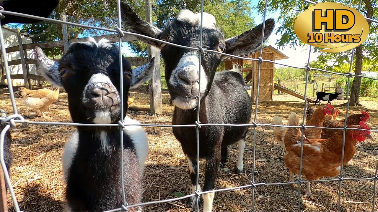 👀Entertain your Cat & Dog = 10 HOURS of Baby Goats & Chickens | Dog TV 🐶 | Cat TV 😻| Pet Enrichment