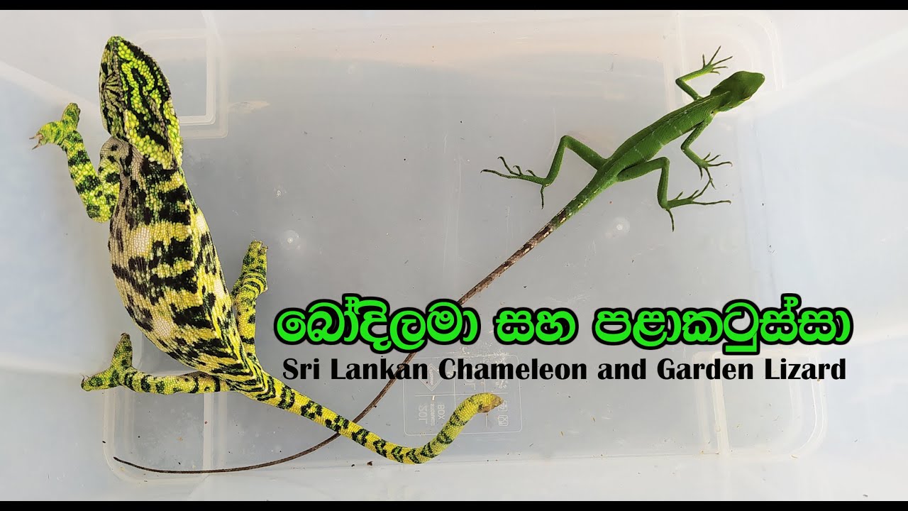 Sri Lankan Chameleon and Garden Lizard