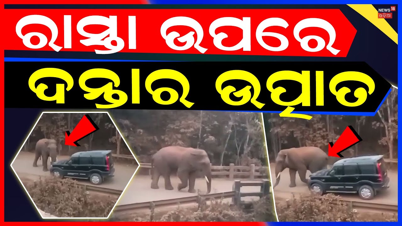 ରାସ୍ତା ଉପରେ ଦନ୍ତାର ଉତ୍ପାତ |  Wild Tusker Blocks Road in Dhenkanal | Elephant News | Odia News