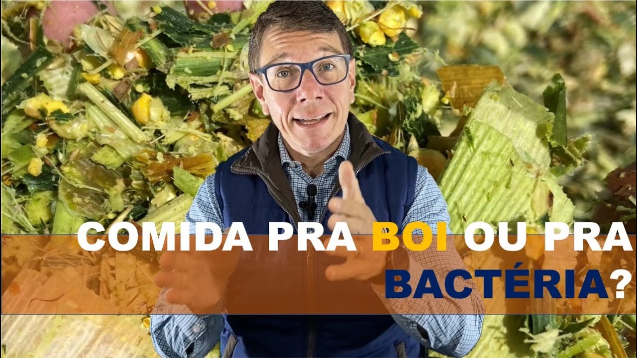 Antes do boi, precisamos entender a fermentação da silagem!