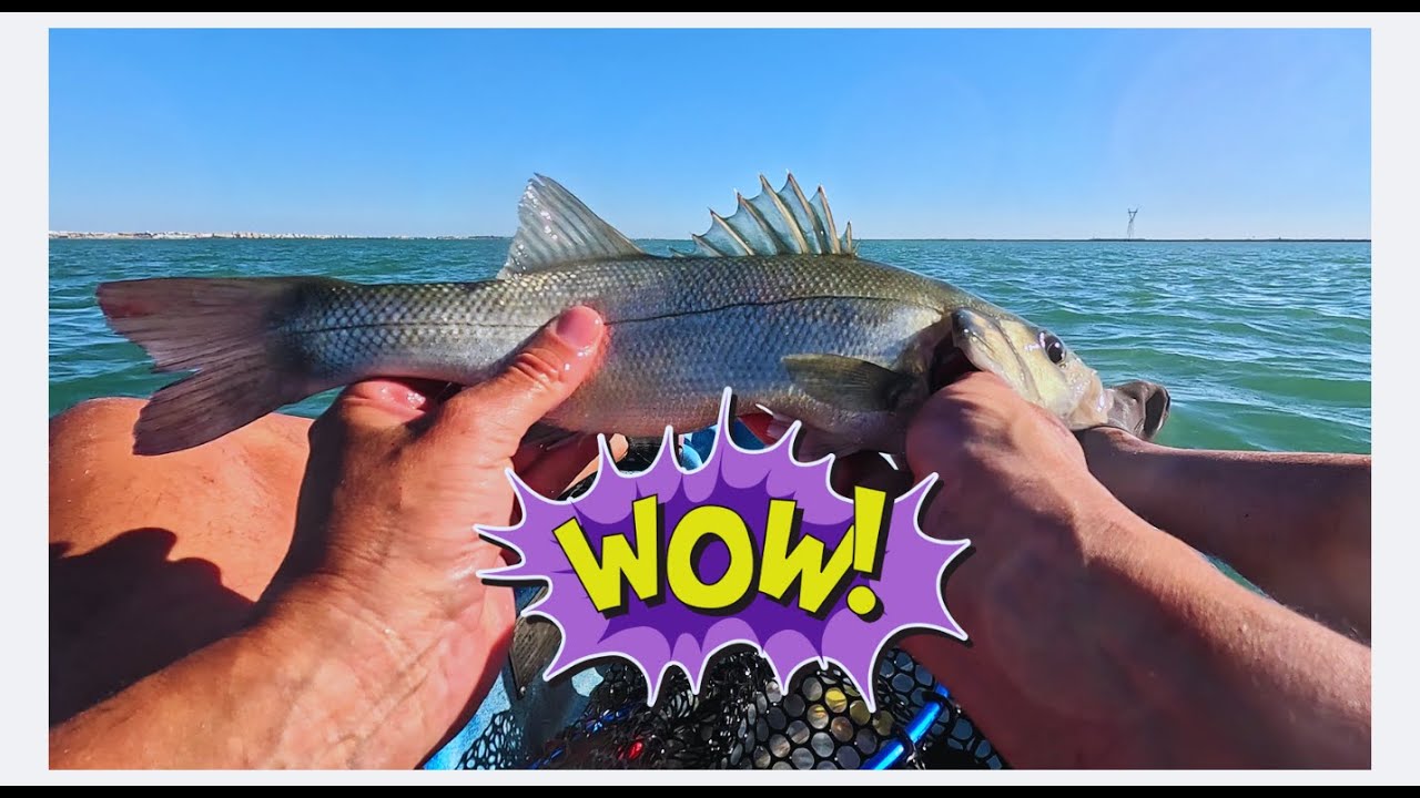 Estrenamos canal!!! Muchas capturas y buenos robalitos!!
