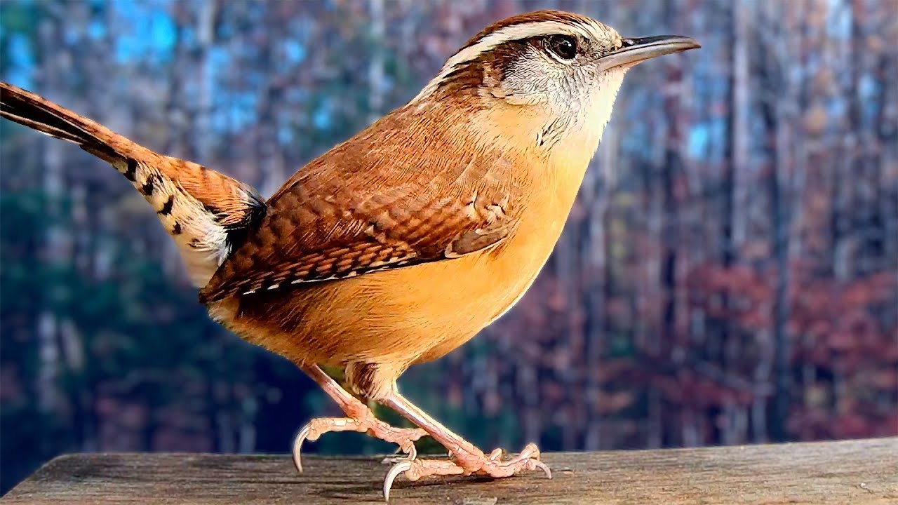 Known for a Wide Variety of Vocalizations, Carolina Wrens Love to Sing!