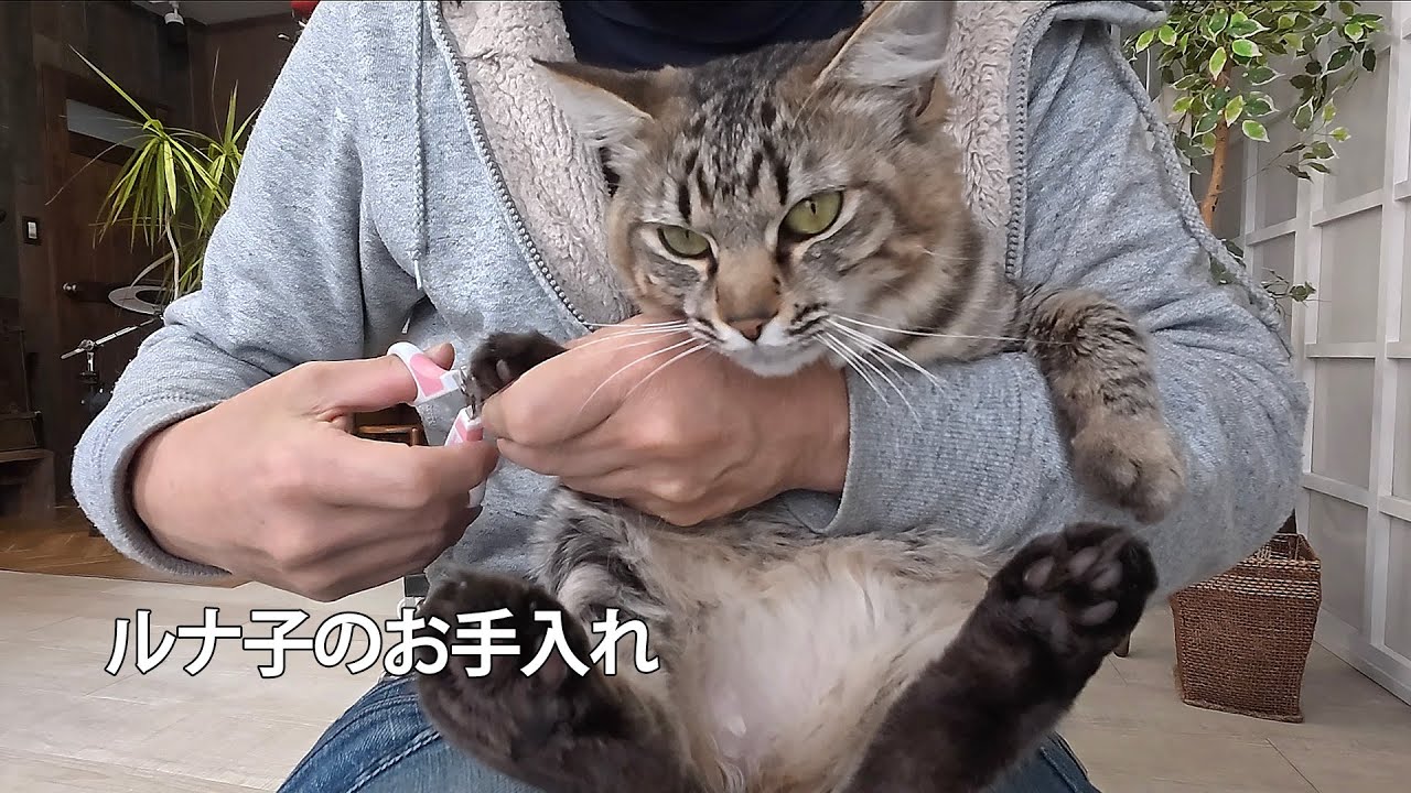 【猫】ルナ子のお手入れ　ブラッシング　爪切り　バリカンなど