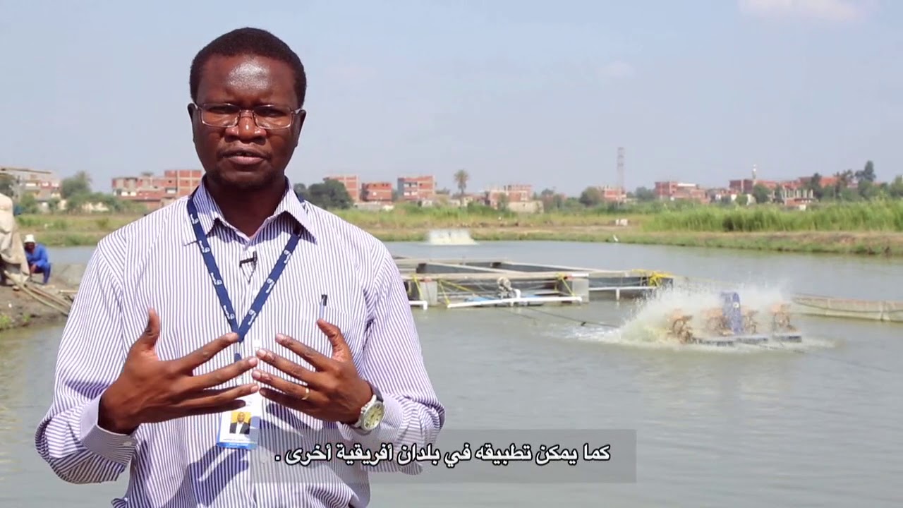 In-pond raceway system helps farmers in Egypt increase aquaculture productivity