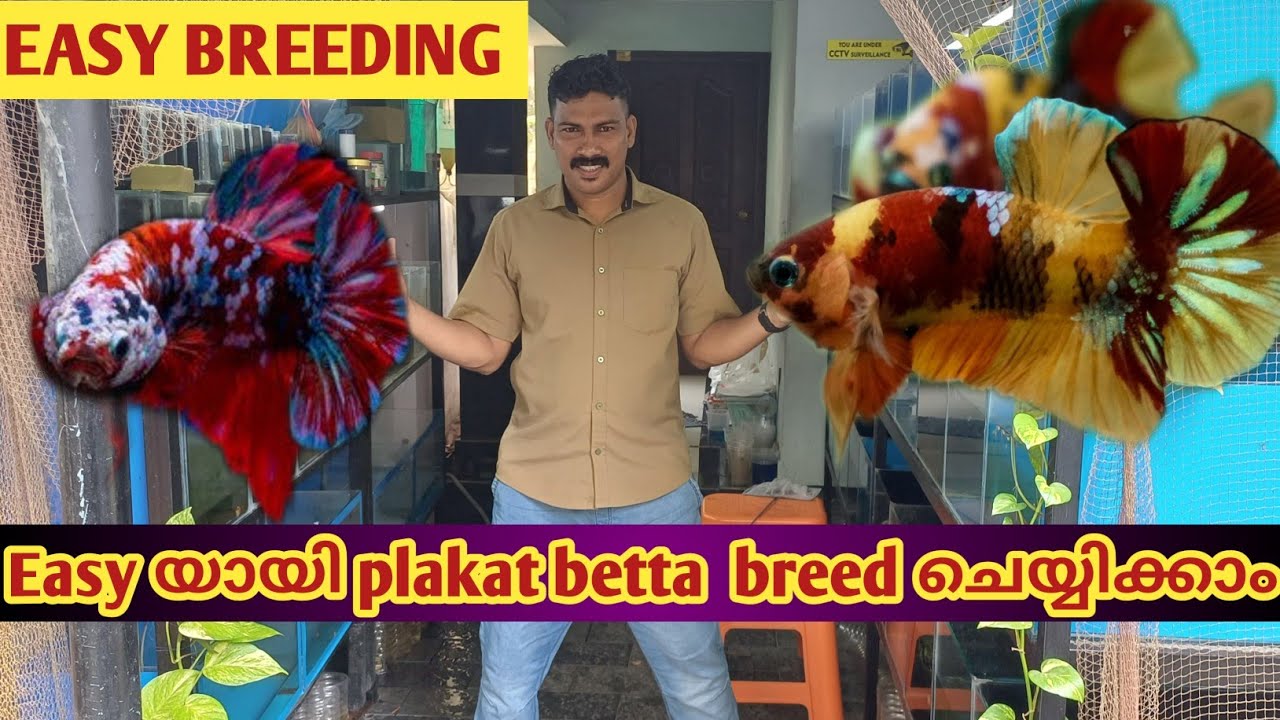 Easy യായി plakat betta  breed ചെയ്യിക്കാം || betta breeding malayalam || plakat betta fish breeding