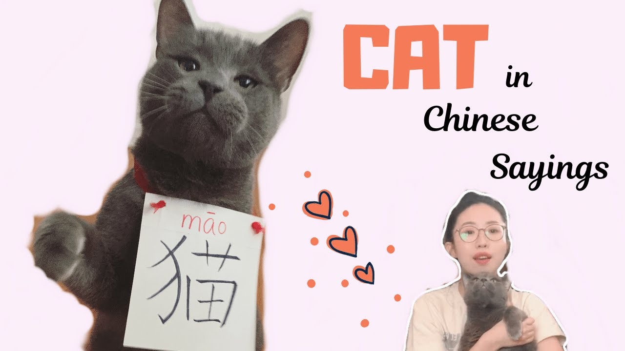 CAT in Chinese Sayings and Proverbs | How to say I'M a CAT PERSON | Fun Chinese Expressions