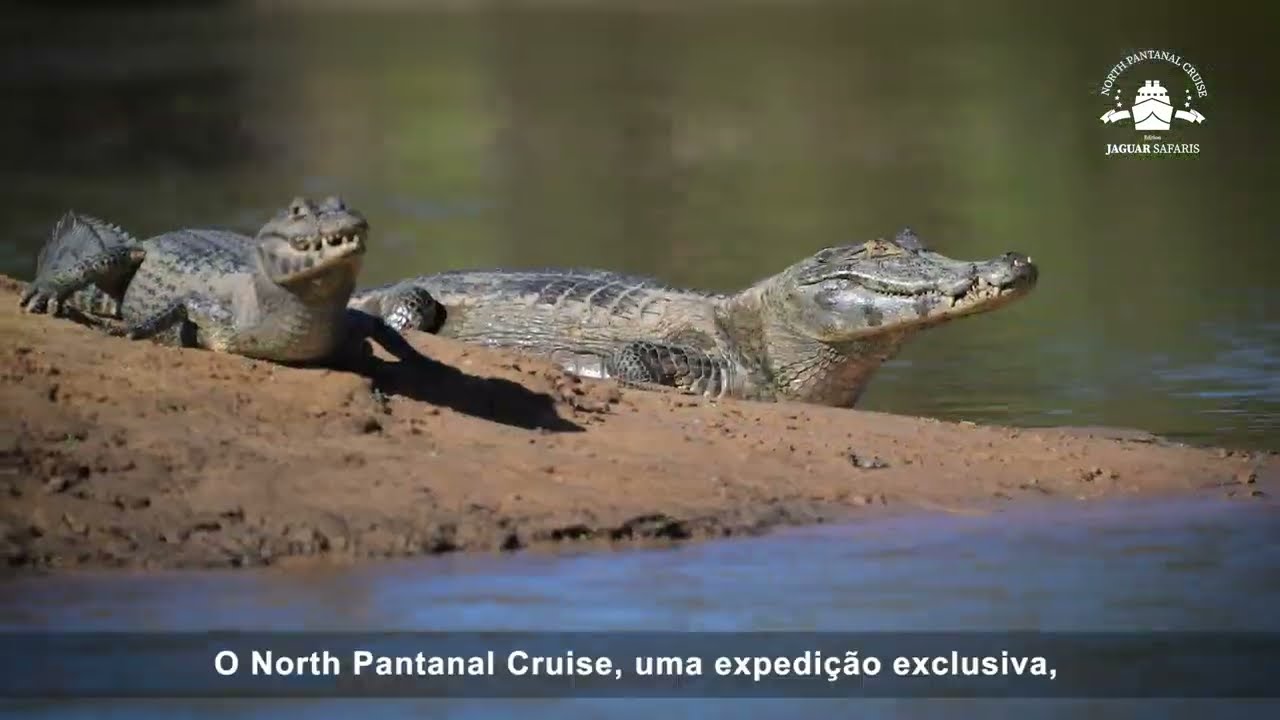 Cruzeiro no Pantanal Norte - Viagem em Busca das Onças Pintadas!