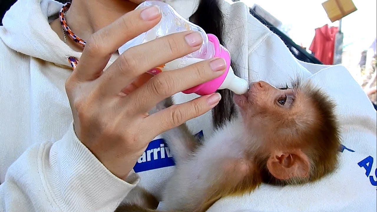 Mom teaching baby monkey Maly drink milk from baby bottle, Monkey Maly cannot drink milk