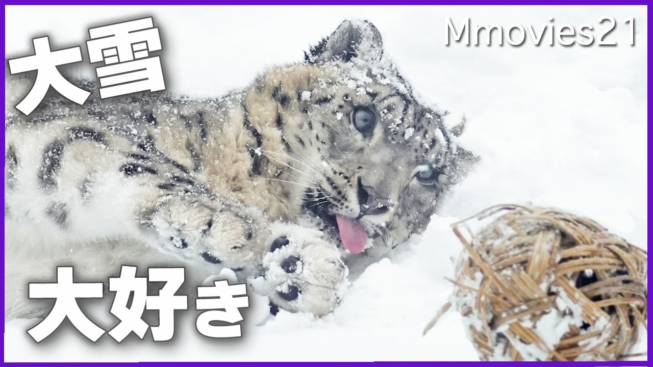 大雪に舞うユキヒョウ・シジム15年目の冬も少女のままに〜Sizim the Snow Leopard in heavy snow.