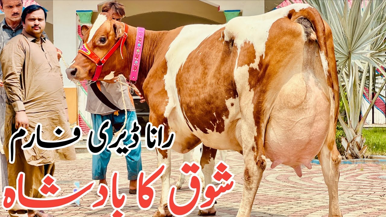 Rana Dairy Farm | Pakistan’s Best Red Friesian cow ever | Jani Best to