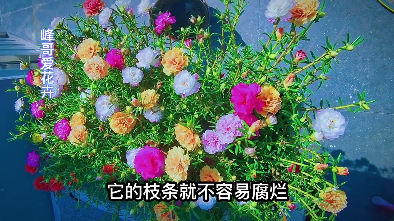 太阳花棒棒糖，这样制作既简单又方便，巧加管理明年还会开花成球